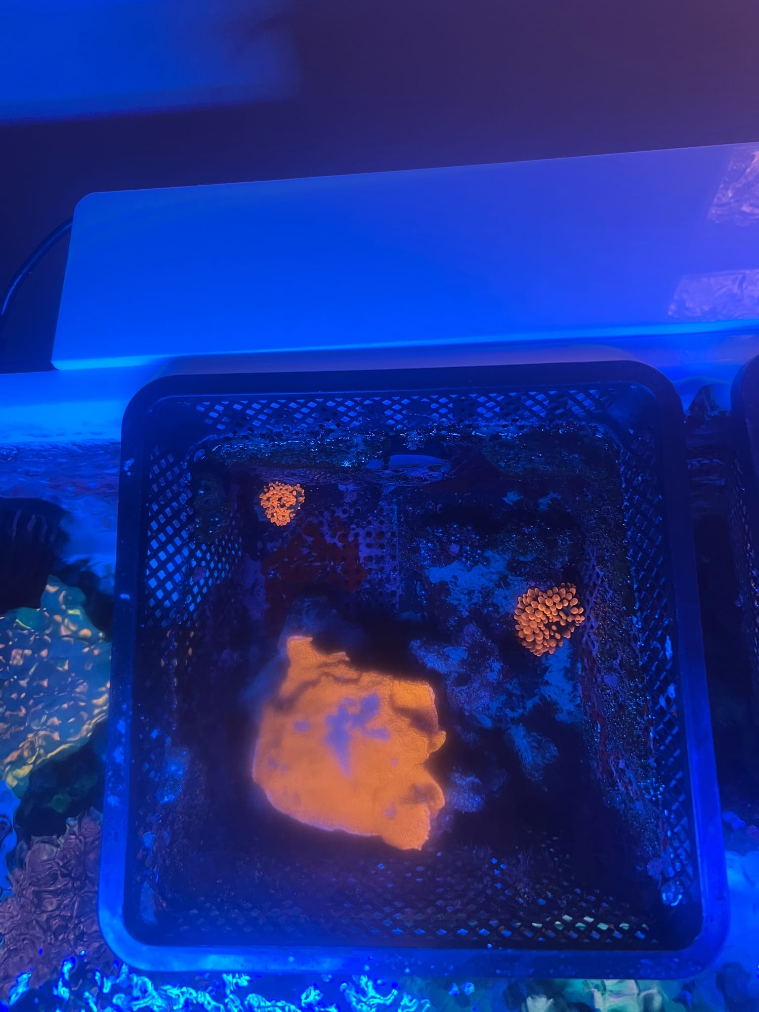 550gal Angel Lover