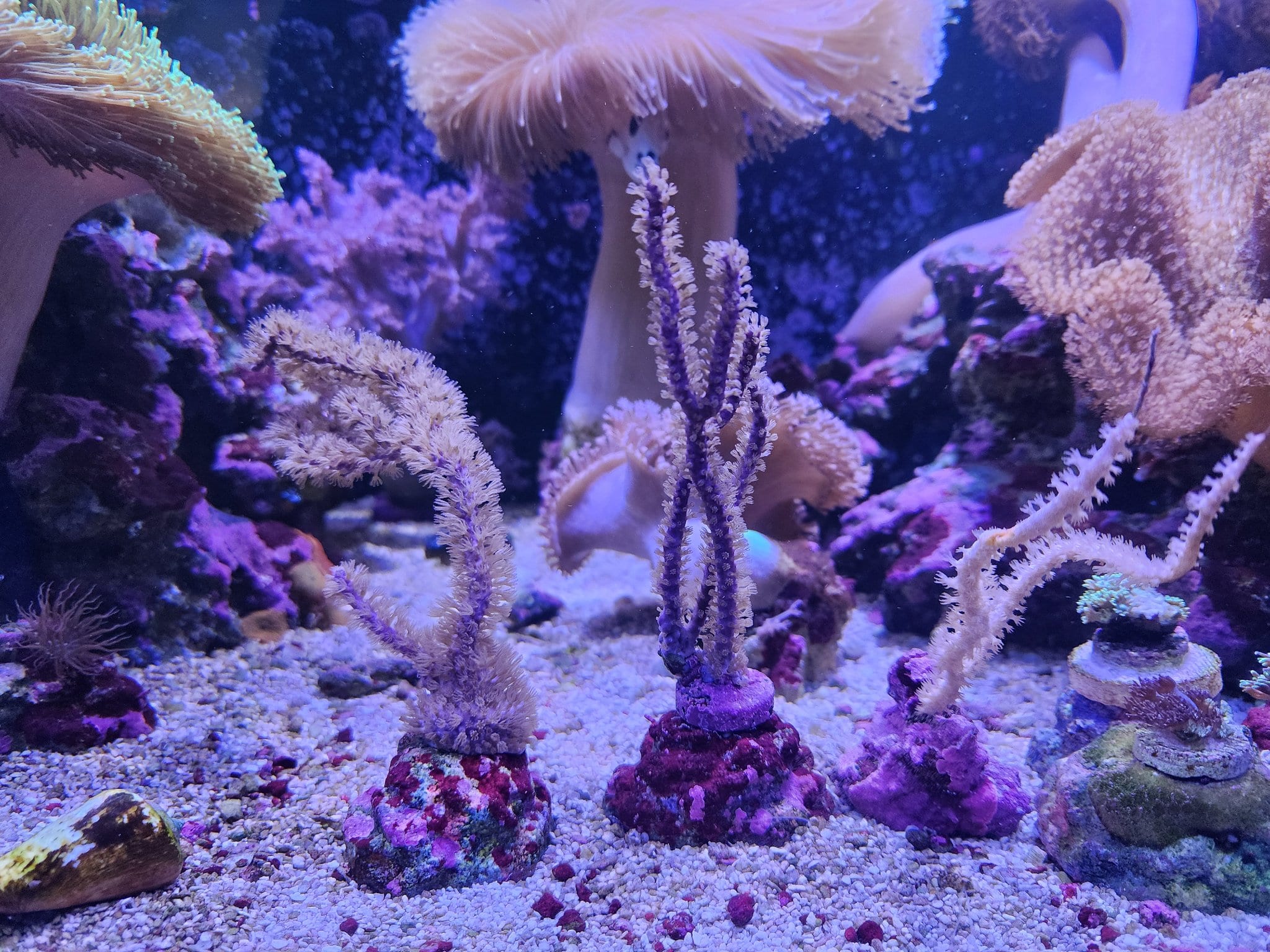 Gorgonians (3) WYSIWYG