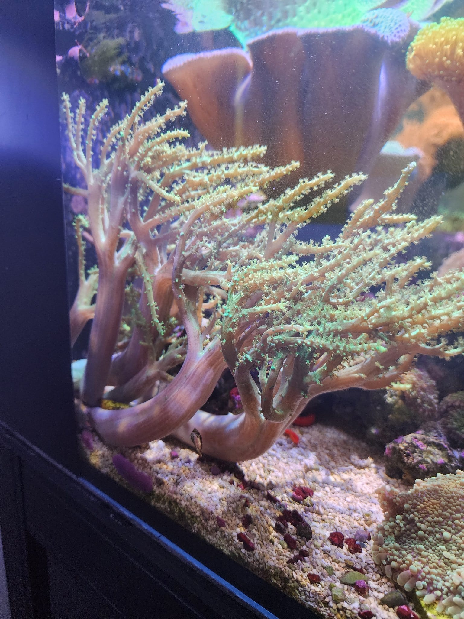 Neon Green Sinularia Colony