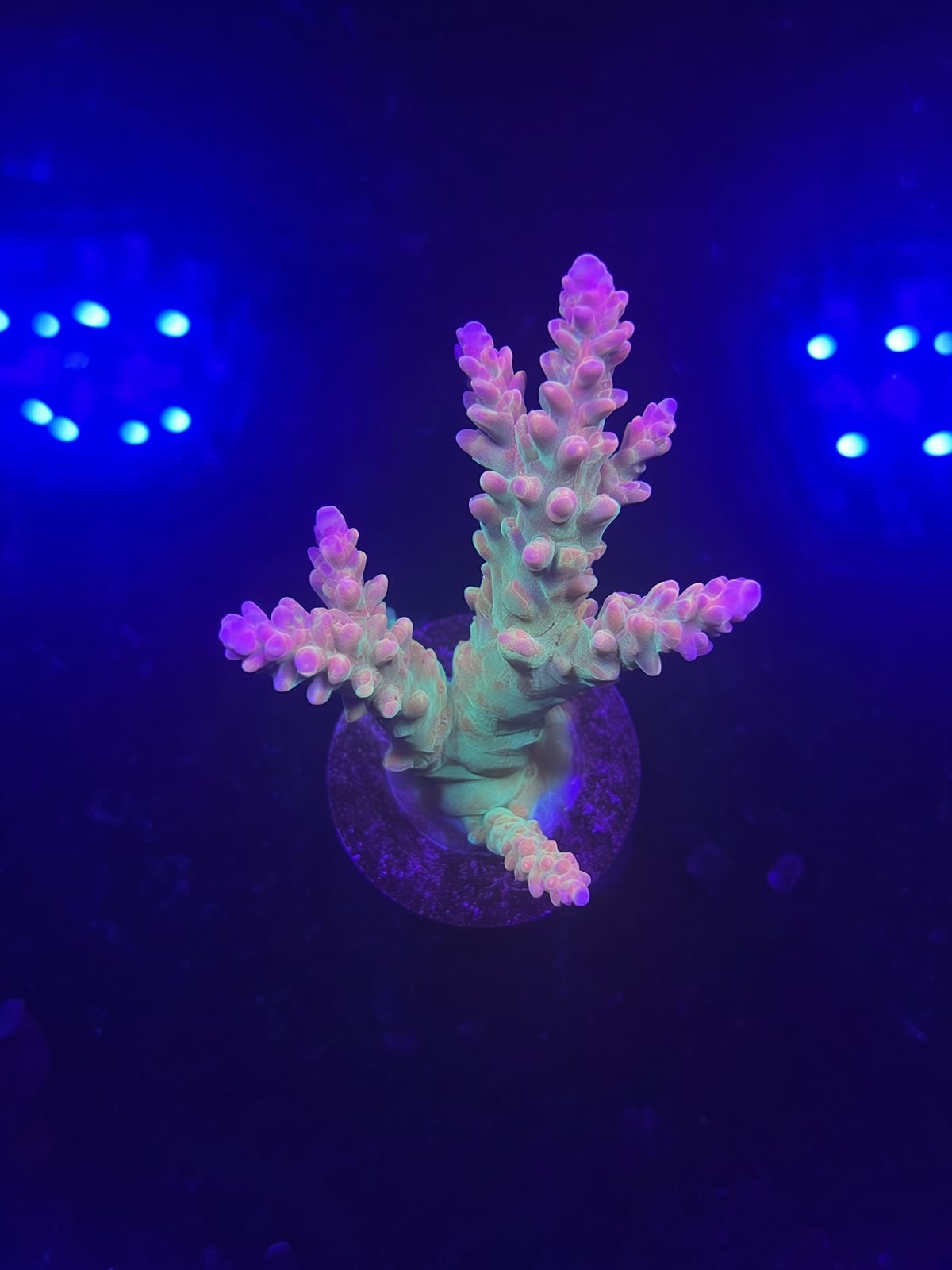 First 50 "Cool Kids"