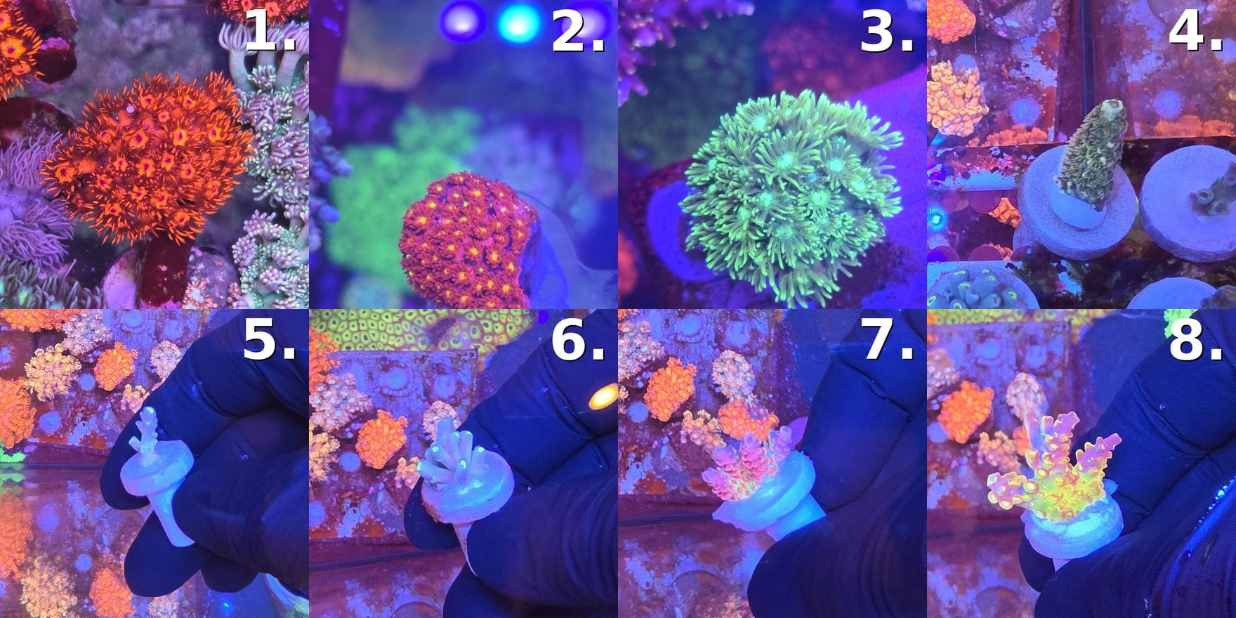 September WYSIWYG Frag Sale — SPS/LPS ($25–$280)