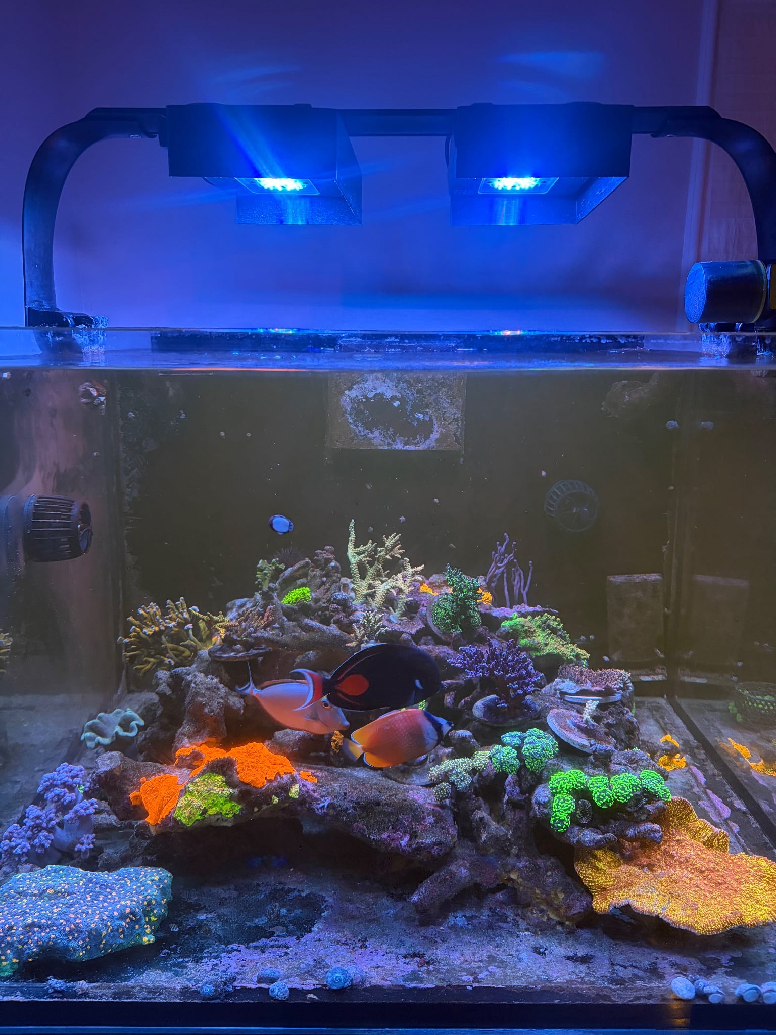 BackbayReef’s Kitchen Kube