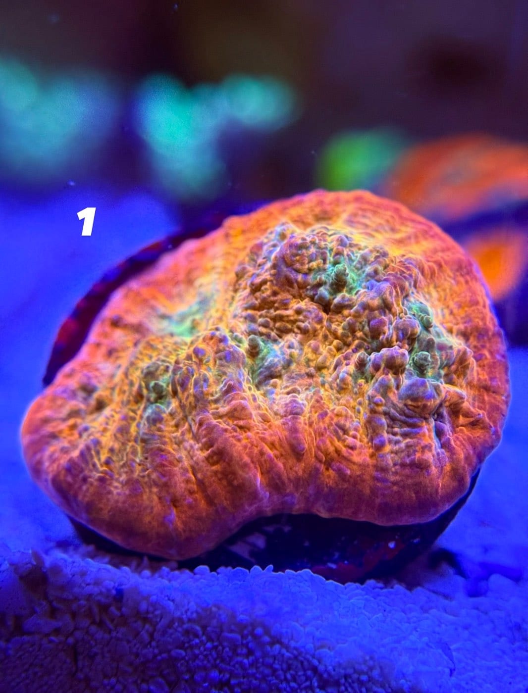 Corals