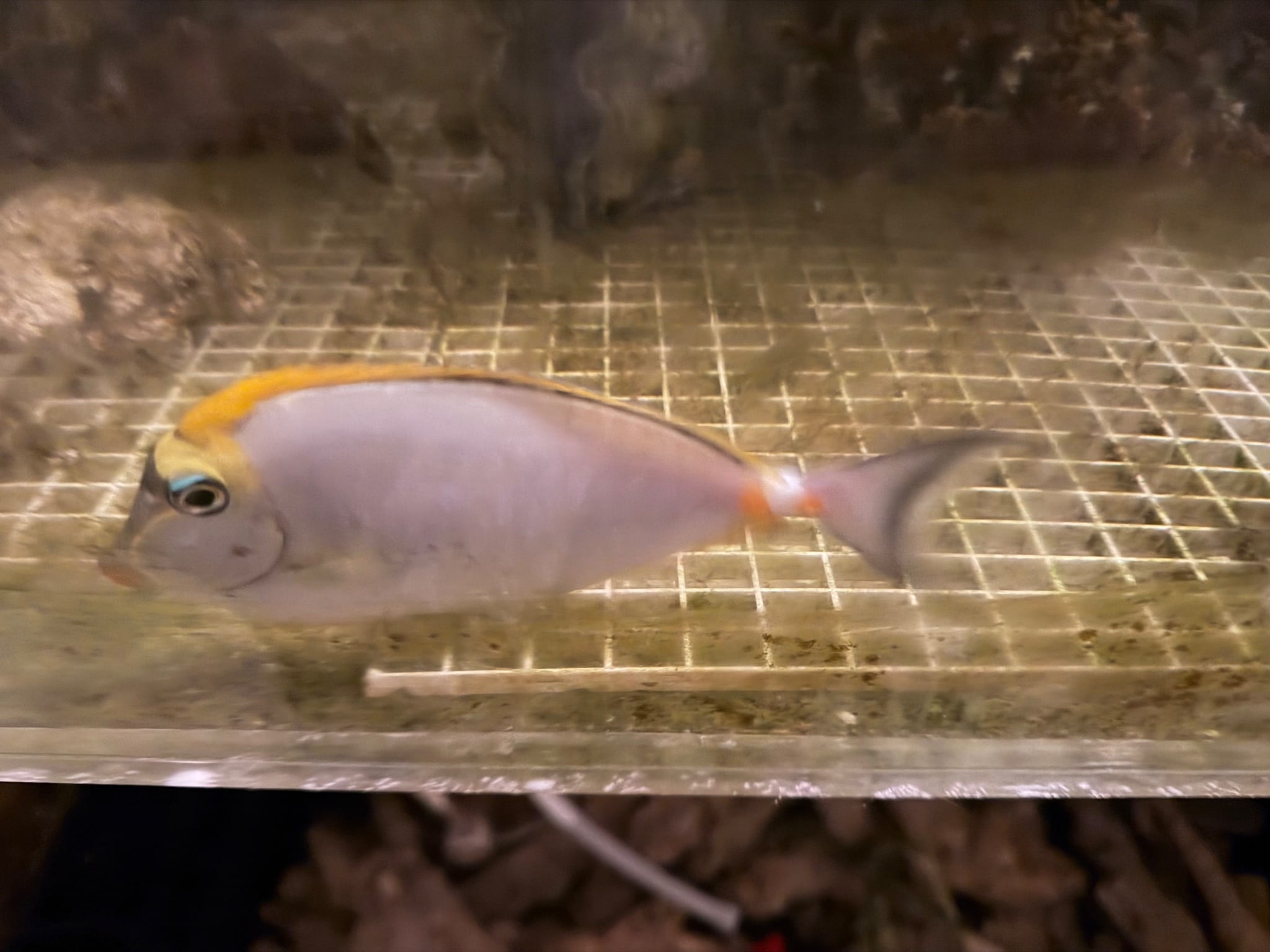 5-6” blonde Naso tang